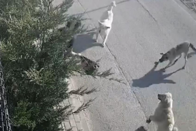 Bursa'da genç kadın sokak köpekleri saldırısından canını zor kurtardı