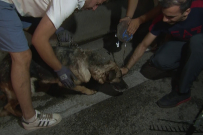 Bursa’daki yangında hayvanlar için zamanla yarış: Son anda kurtarıldılar