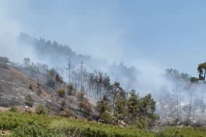 İznik’te orman yangını korkuttu, ekipler facianın önüne geçti