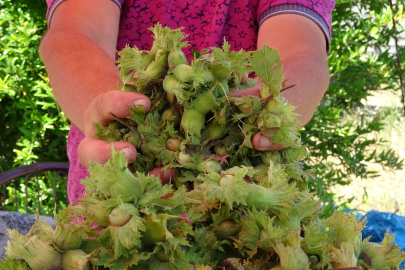 Taze fındık tezgahlarda: Kilosu 200 TL