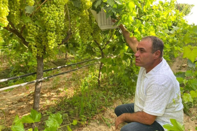 2025 yılı üzüm rekolte çalışmaları yapıldı