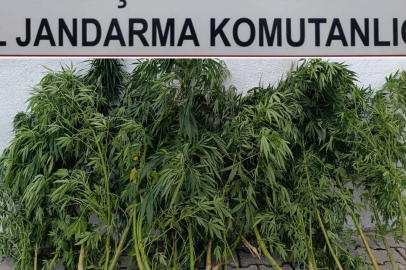 Kırşehir'de 48 kök kenevir ele geçirildi