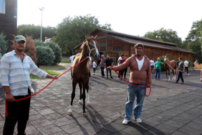 Bursa'da milyonluk taylar, peynir ekmek gibi satıldı