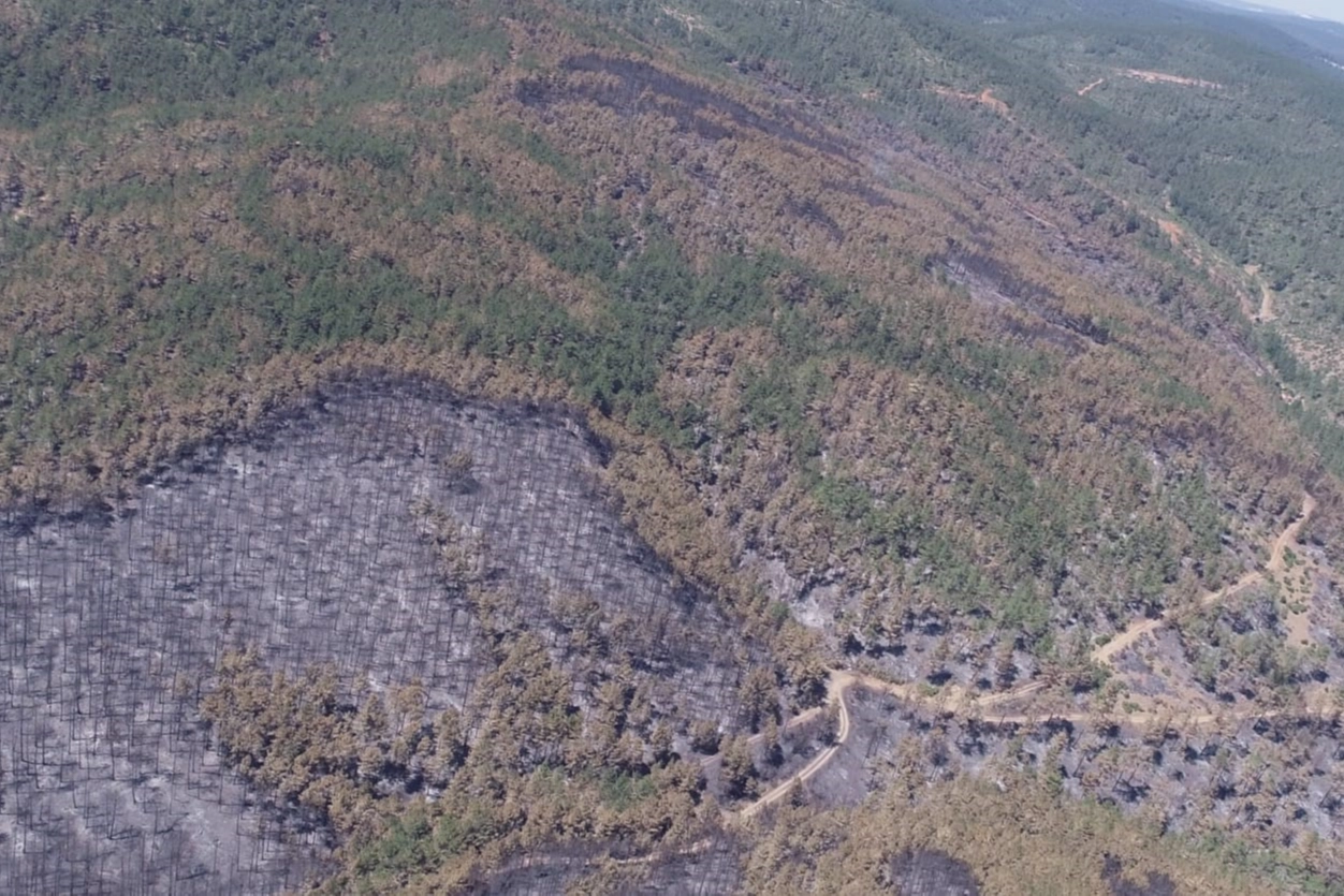 Bursa'da yanan alanlar hızla yeşillendirilecek
