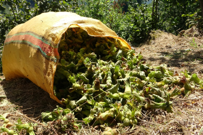 Giresun'da fındık hasadı başladı