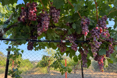 Üzümde bu yıl yüzde 25 rekolte bekleniyor