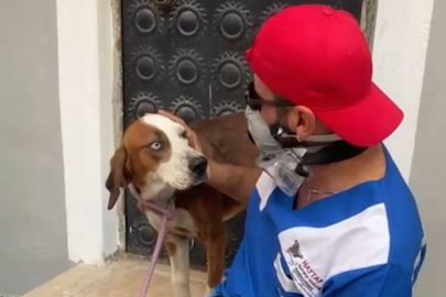 Bursa’daki orman yangınında kurtarılan "Bıdık" sahibine kavuştu