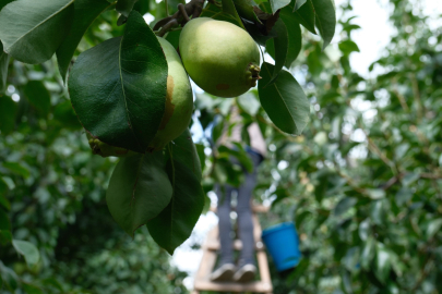 Bursa’nın armudu Avrupa yolcusu: Santa Maria’da rekor verim