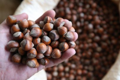 TMO kabuklu fındık alım fiyatlarını açıkladı