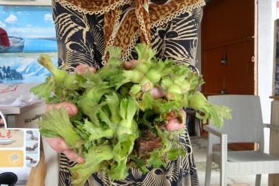 Fındıkta tezgâh fiyatı TMO’yu solladı