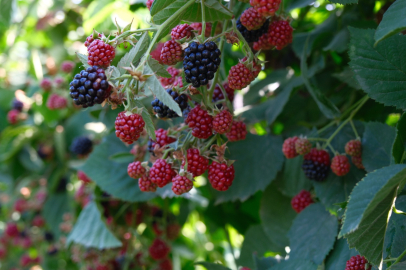 Türkiye'nin böğürtlen üssü Kestel'de hasat başladı