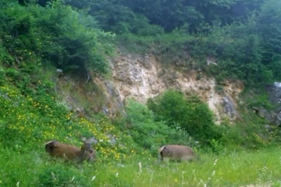 Bursa'da kızılgeyik sürprizi: Fotokapana takıldılar