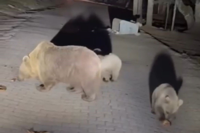 Uludağ’da ayı görmek için tehlikeyi göze aldılar