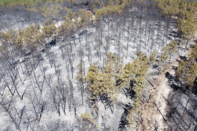Bolu’daki orman yangını tamamen kontrol altına alındı