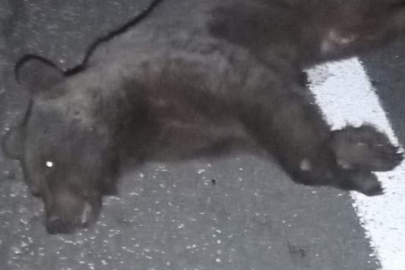 İnegöl’de otomobilin çarptığı yavru ayı telef oldu