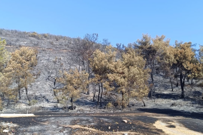 Manisa'da orman yangınıyla ilgili 1 kişi tutuklandı