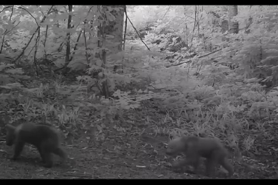 Bursa'da bozayı sürprizi: Fotokapana yavru ayılar takıldı