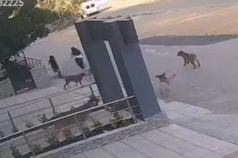Bursa’da köpek dehşeti: İki kişi saldırıdan son anda kurtuldu