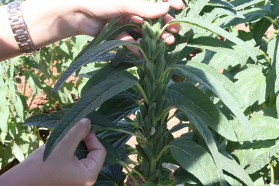 Urfa susamı toprakla buluştu: Çiftçiye kazanç, bölgeye değer