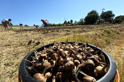 Dünyanın en pahalı baharatı safran toprakla buluşuyor