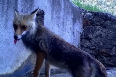 Uludağ’da fotokapan sürprizi: Tilki ve sincap su içerken görüntülendi