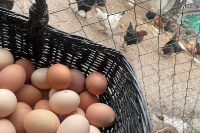 Yumurta fiyatına zam sinyali: Üretici ‘yüzde 10 artış’ diyor