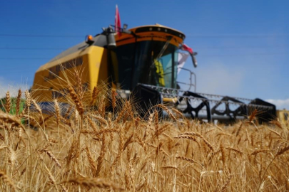 Hasat krizi büyüyor: Yaşlı biçerdöverler verimi düşürüyor