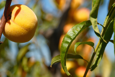 Üniversiteden tarlaya: 120 çeşidiyle Bursa tarımına destek