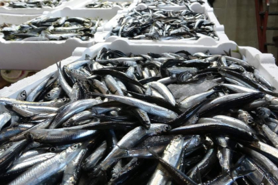 Balıkçılar umutlu: Hamsi ve istavritte artış bekleniyor