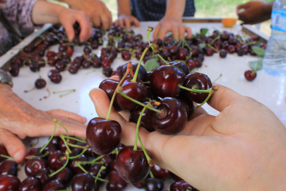 İhracatçılar alarmda: Meyve sebzede üretim düştü, kur sabit kaldı