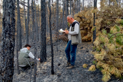 Bursa’da yangın sonrası seferberlik: Sayım ve yeşillendirme başladı