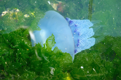 Marmara alarm veriyor: Denizanası yoğunluğu balıkçılığı tehdit ediyor