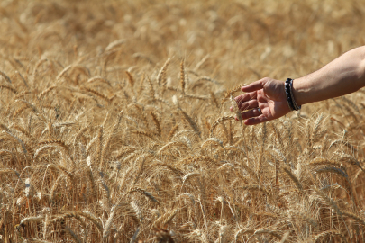 Tahıl üretim tahmini revize edildi: Küresel hasat yükselişte
