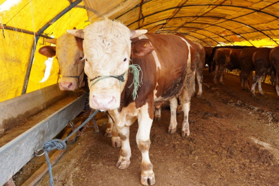 Bursa dahil 14 ilde daha hayvan pazarları açıldı