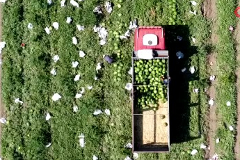 Karacabey'de karpuz para etmiyor, Bursa'da altınla yarışıyor