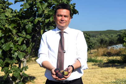 Siyah incir coşkusu: Aydın’dan hasat ve festival çağrısı