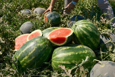 Karacabey'de karpuz para etmiyor, Bursa'da altınla yarışıyor