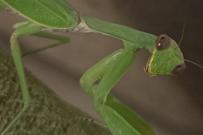 Çiftçinin sessiz kahramanı: Peygamberdevesi zararlılarla mücadelede etkili