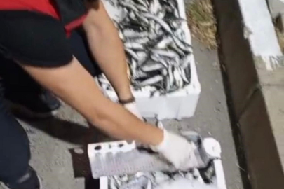 Bursa’da balık haline sıkı denetim: 1.200 kilo balığa el kondu