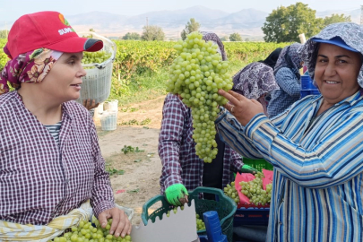 Sarıgöl’de 5,5 kiloluk üzüm salkımı