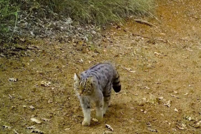 Uludağ ormanlarında yaban kedisi: Fotokapana nadir anlar yansıdı