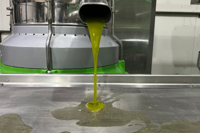 Bursa’nın ilk zeytinyağı sıkımı İznik’te yapıldı: Hedef dünya pazarı