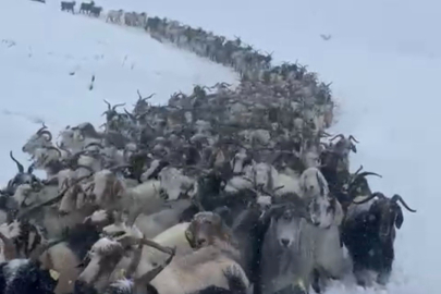 Yoğun kar yağışı yaylada hayvanları mahsur bıraktı