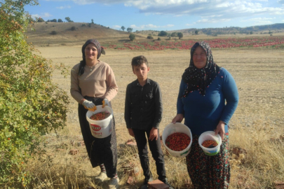 Kuşburnu sezonu açıldı: Yozgatlılar doğadan şifa topluyor