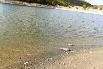 Bursa'da Burcun Göleti'nde balık ölümleri