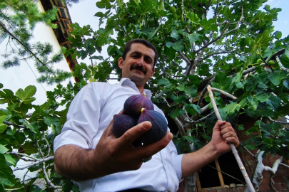 Bursa karası artık Erzurum’da: Bahçede ilk meyve alındı
