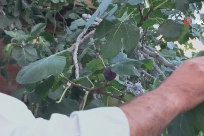 Bursa karası artık Erzurum’da: Bahçede ilk meyve alındı