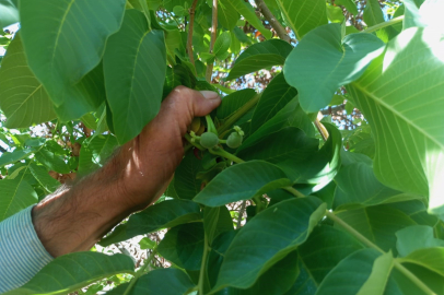Malatya’da ceviz ağaçları sonbaharda neyve verdi
