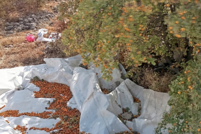 Malatya'da şifa deposu alıçta hasat devam ediyor