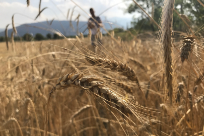 Hububatta arz patlaması: 2025’te 3 milyar ton eşiği aşılacak